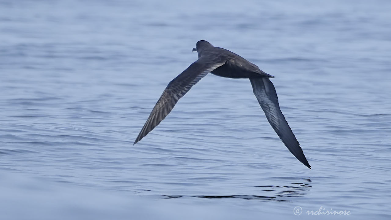 Sooty shearwater