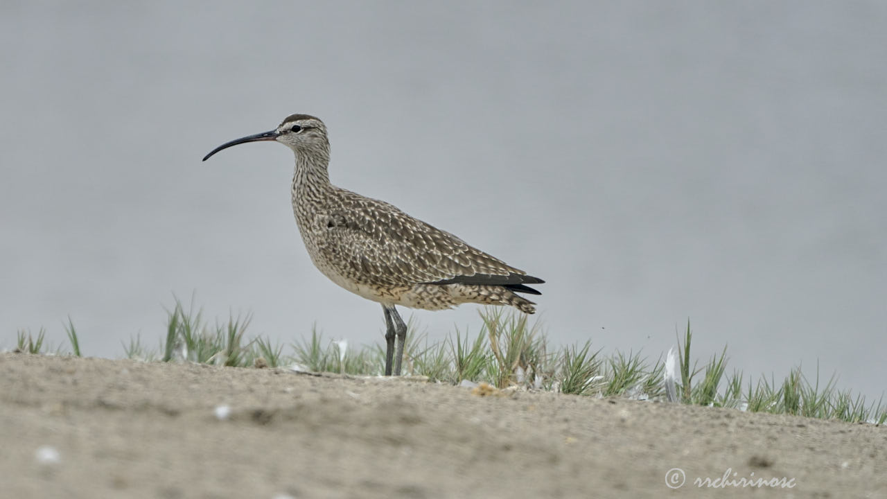 Hudsonian whimbrel