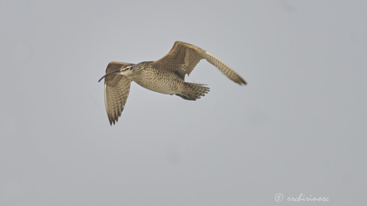 Hudsonian whimbrel