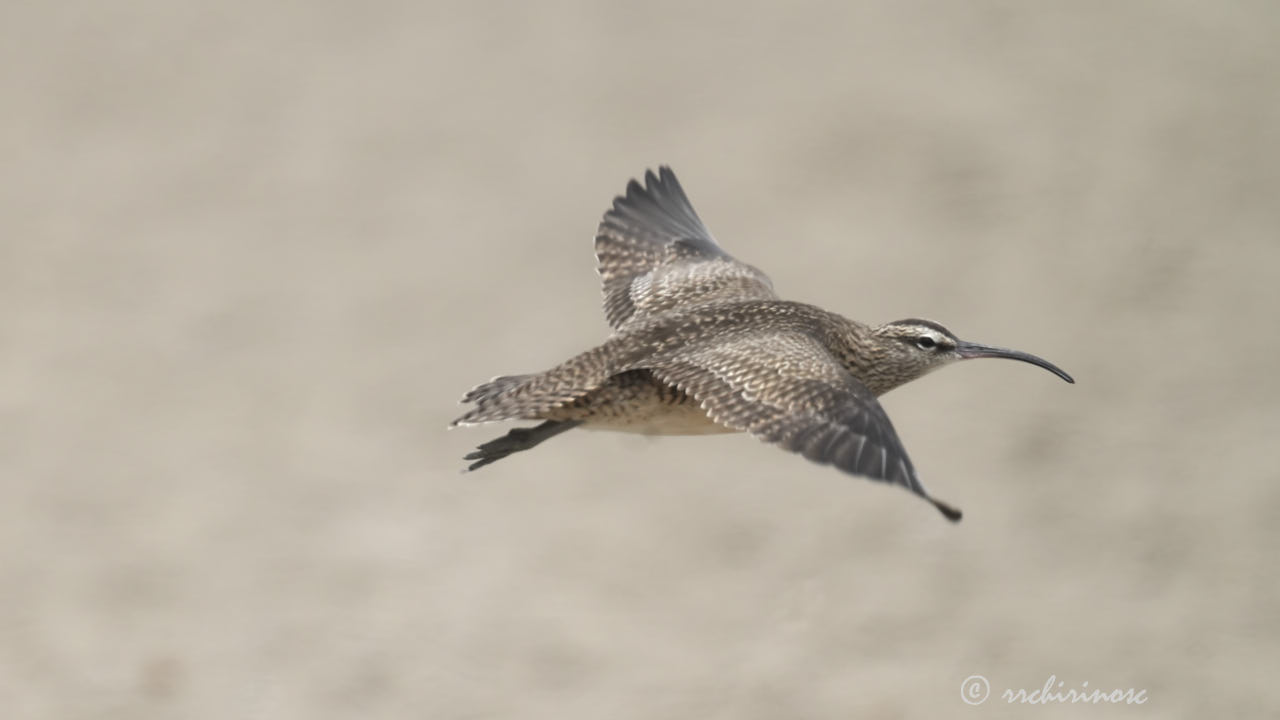 Hudsonian whimbrel