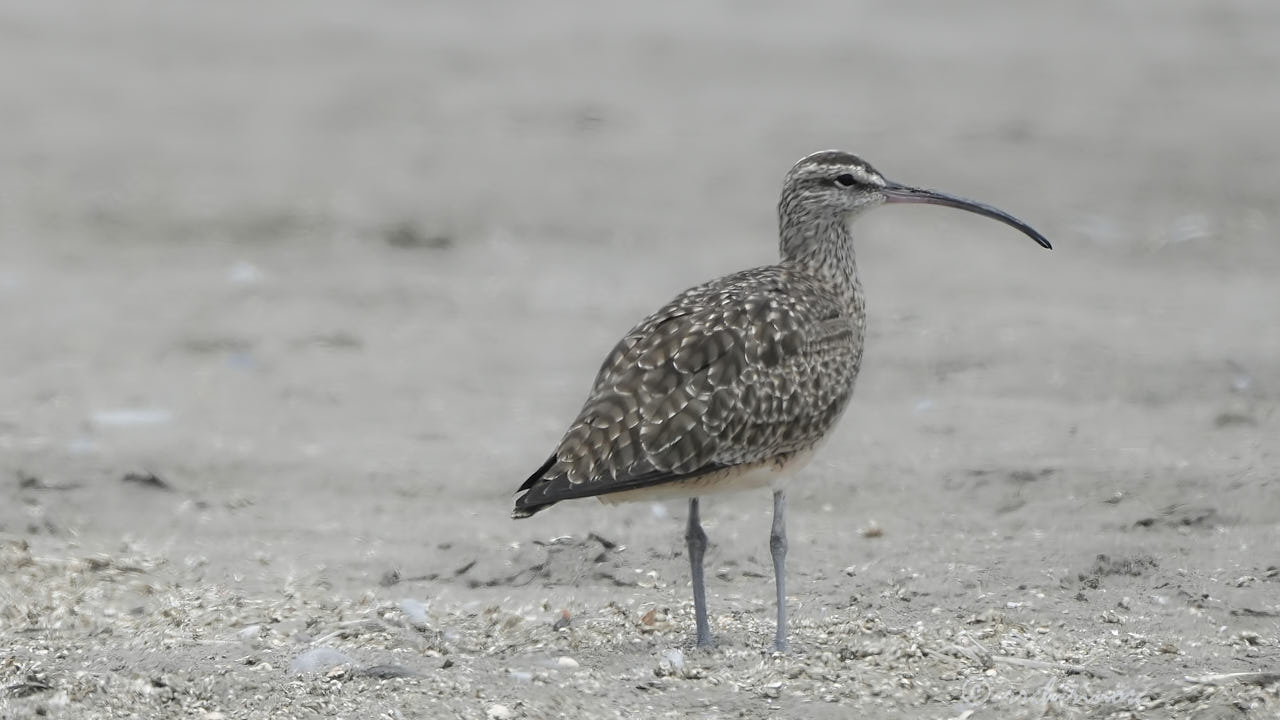 Hudsonian whimbrel