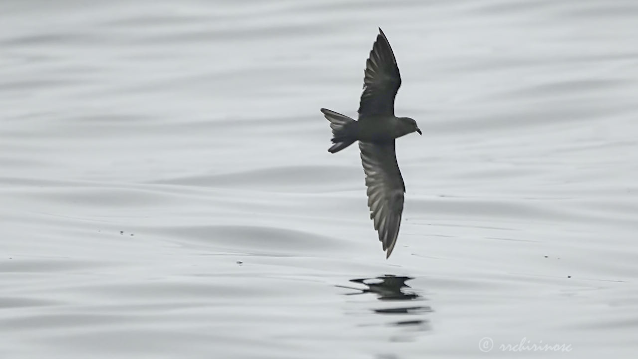 Black storm petrel