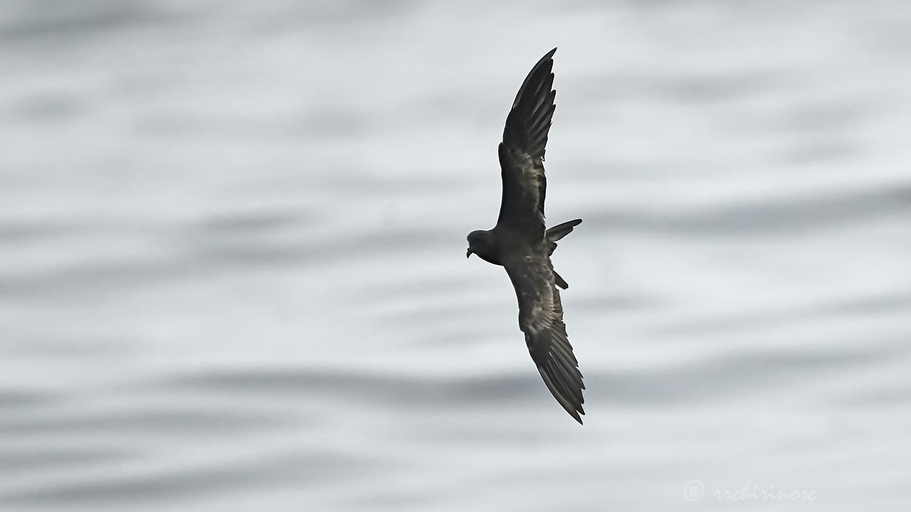 Black storm petrel