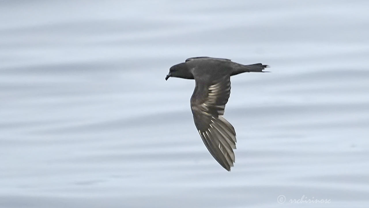 Black storm petrel