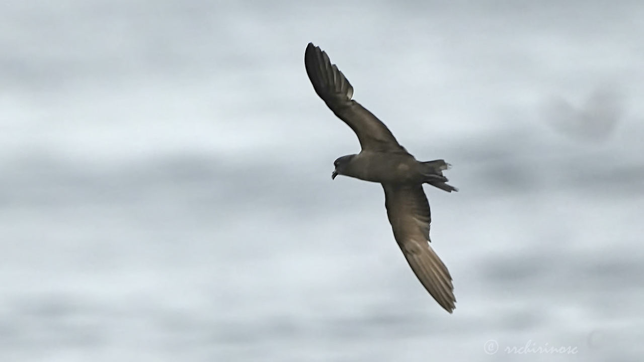 Black storm petrel