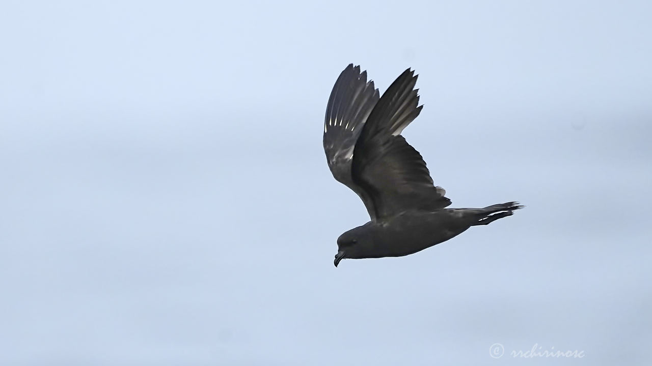 Black storm petrel