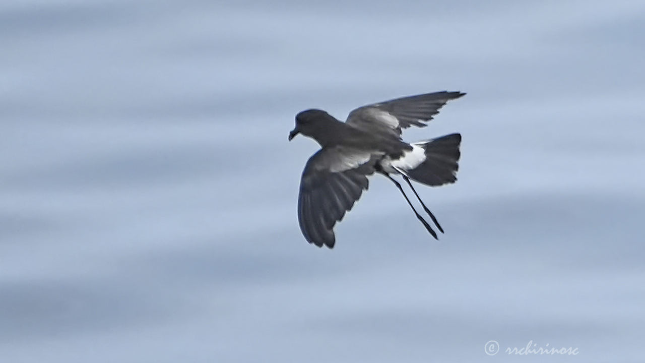 Elliot's storm petrel