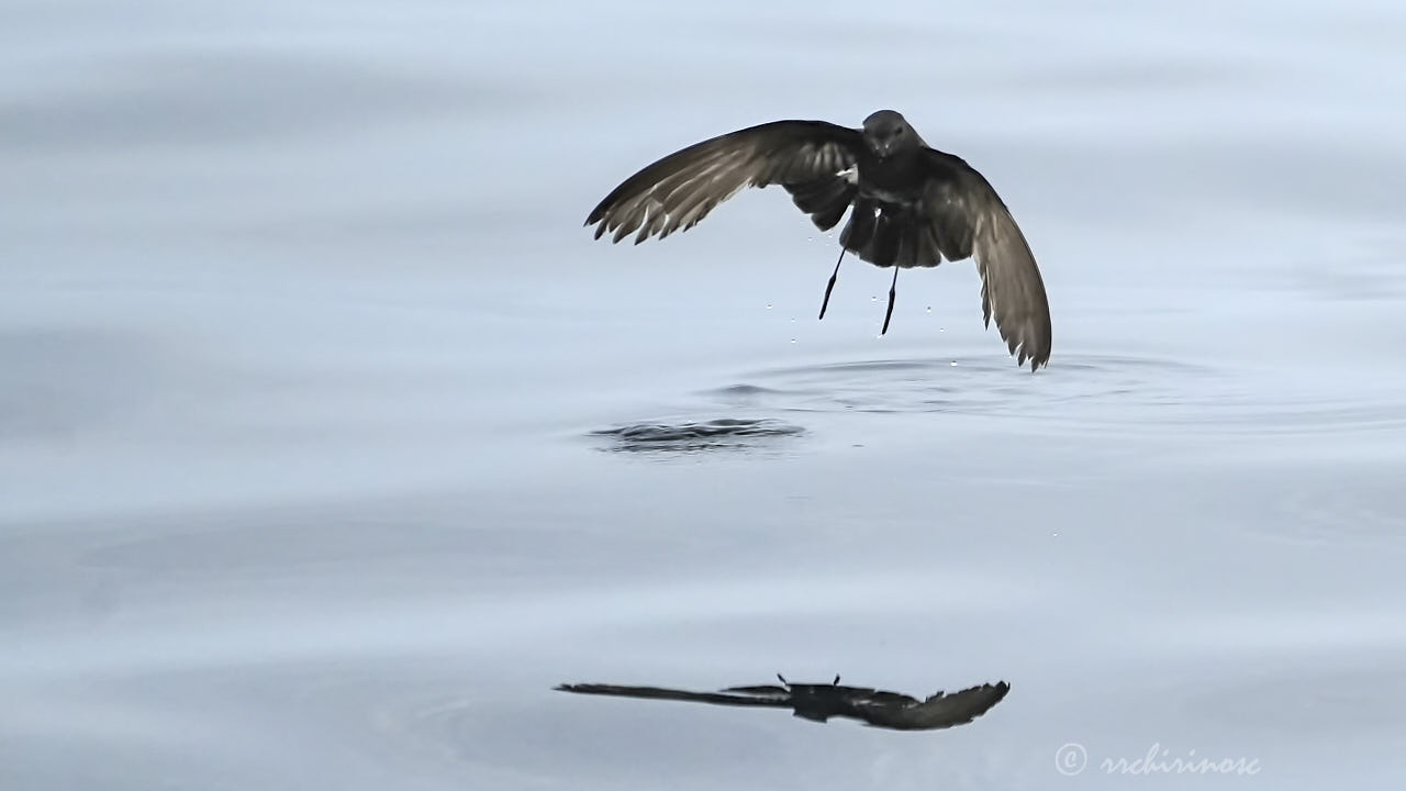 Elliot's storm petrel