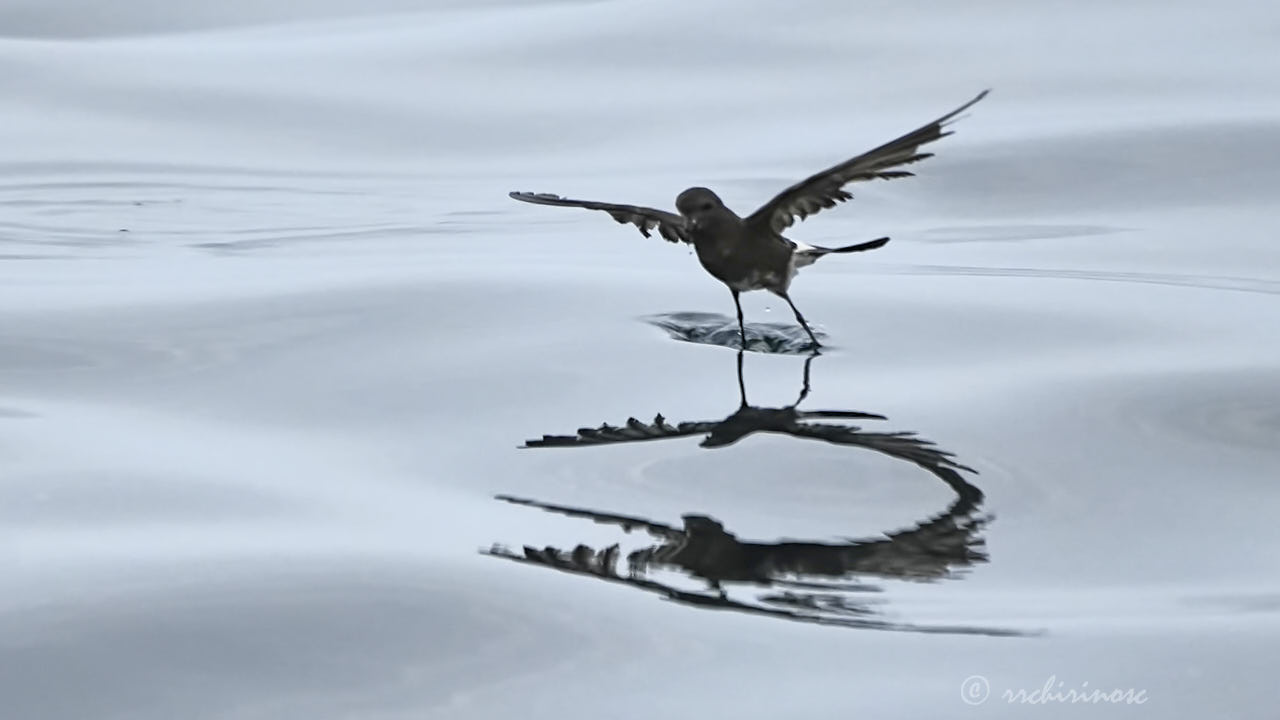 Elliot's storm petrel