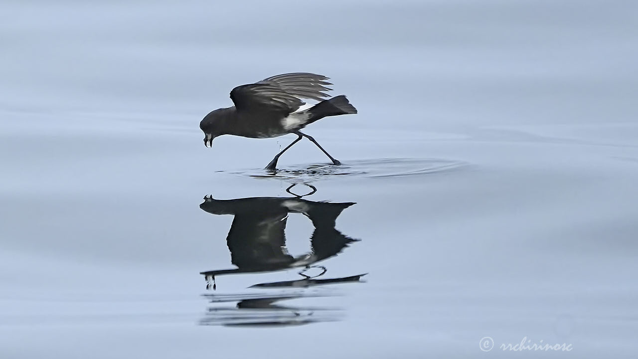 Elliot's storm petrel