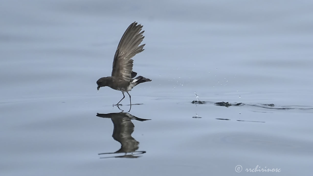 Elliot's storm petrel