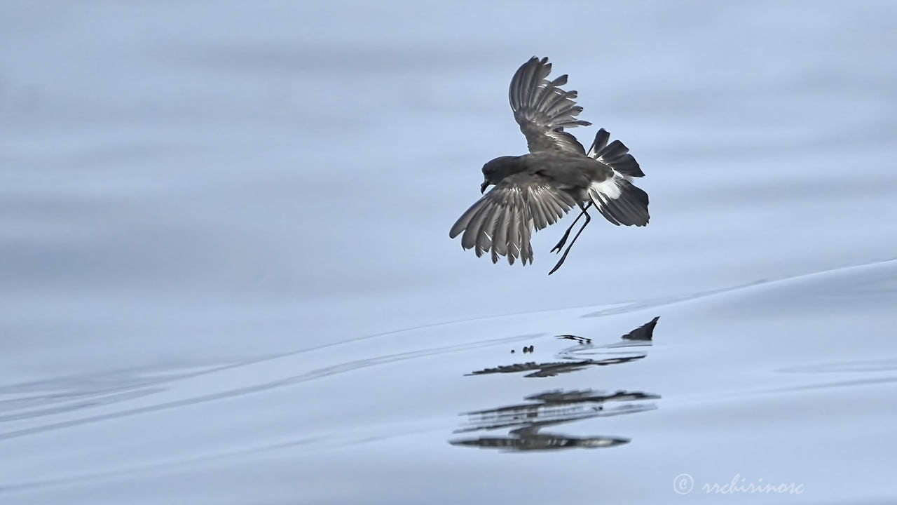 Elliot's storm petrel