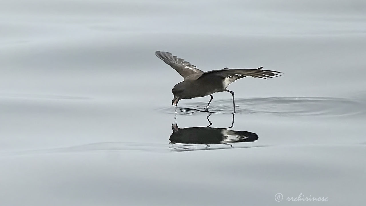 Elliot's storm petrel