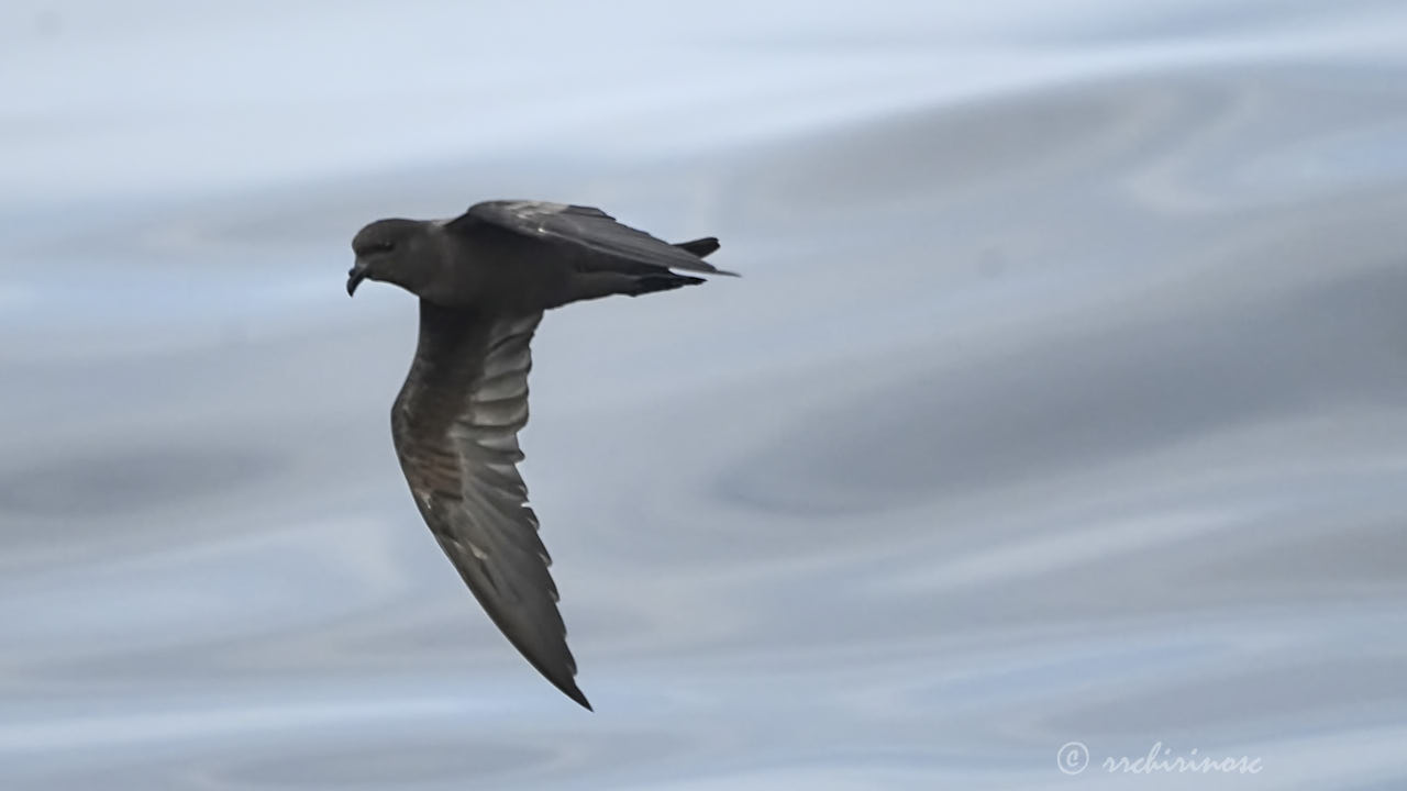 Markham's storm petrel