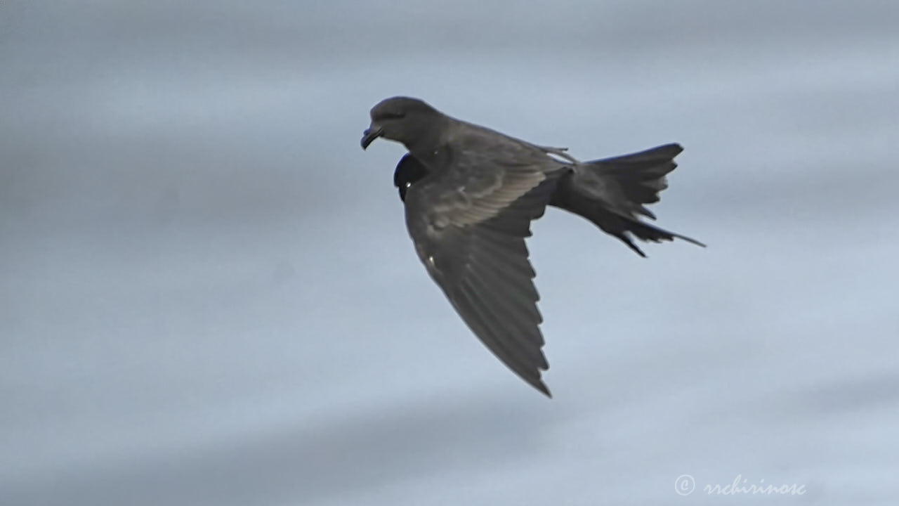 Markham's storm petrel