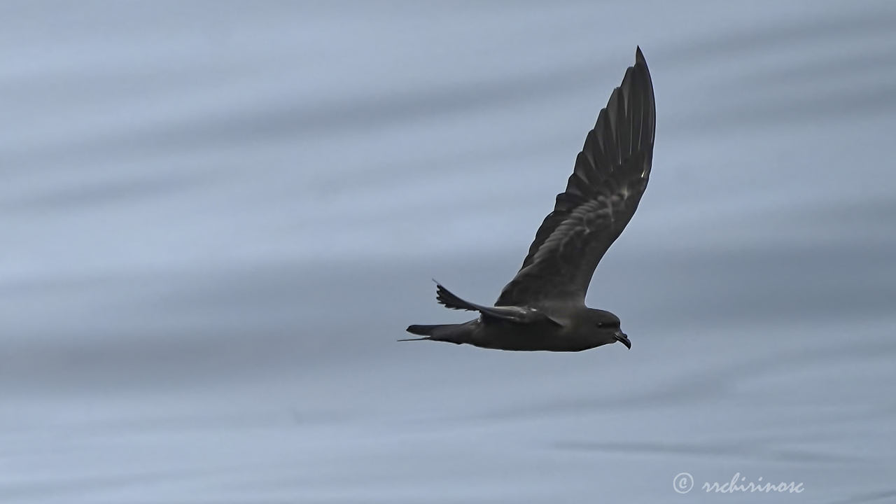 Markham's storm petrel