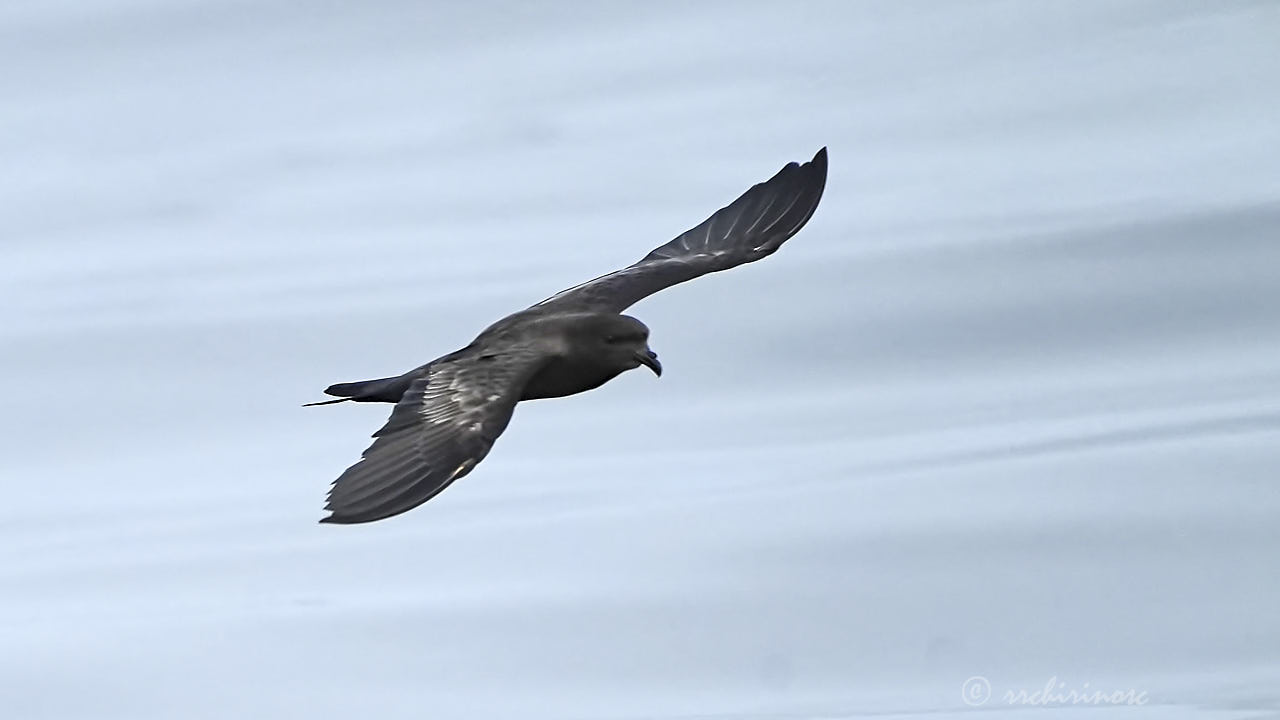 Markham's storm petrel