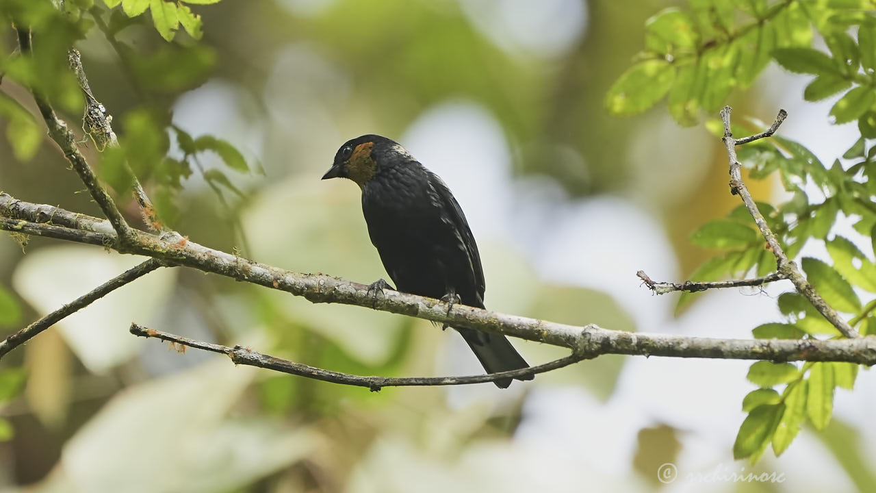 Silvery tanager