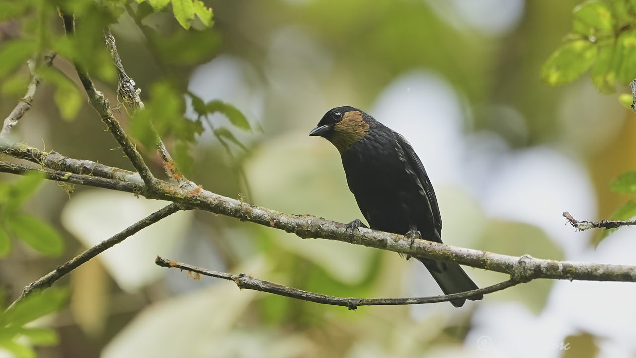 Silvery tanager