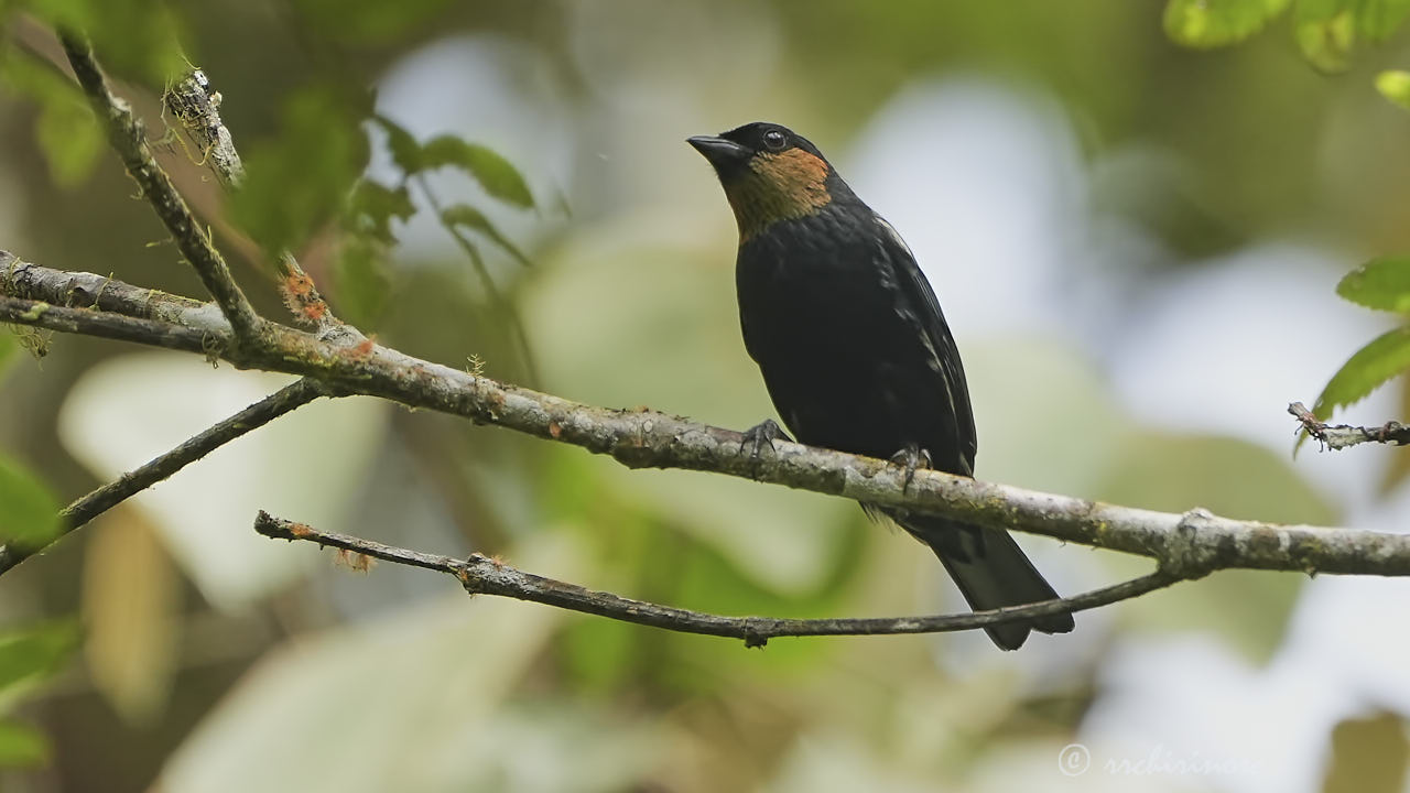 Silvery tanager