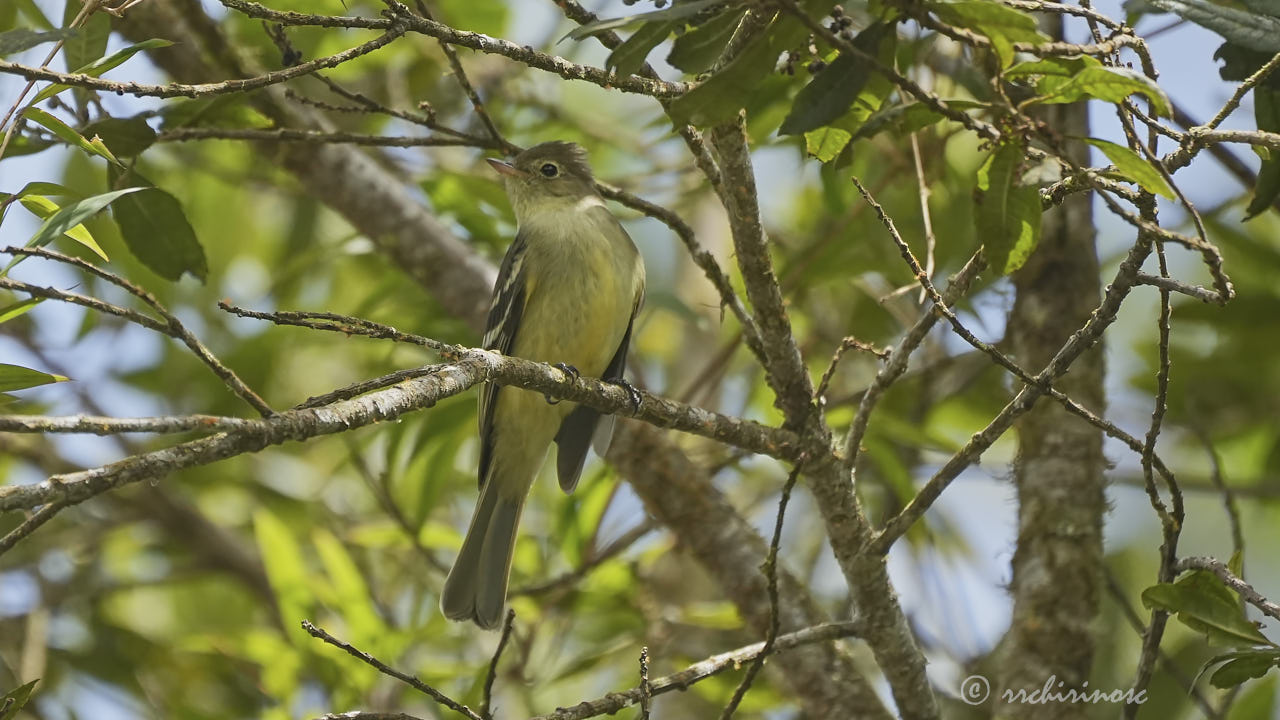 Sierran elaenia