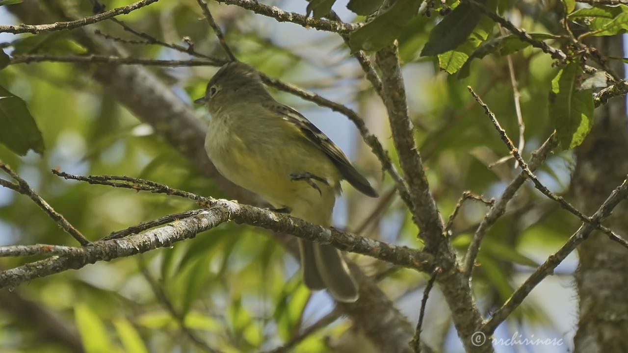 Sierran elaenia