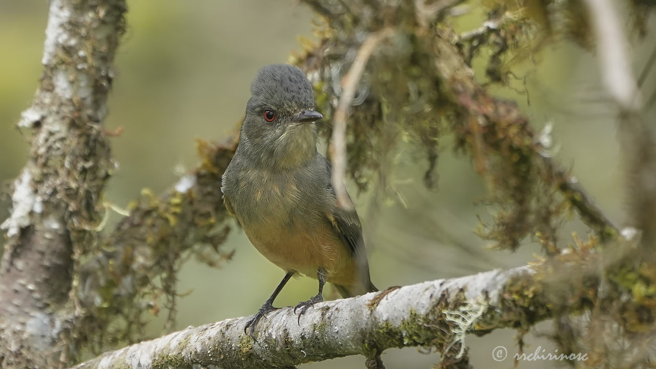 Rufous-tailed tyrant