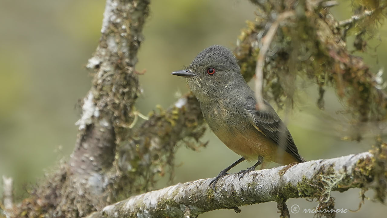 Rufous-tailed tyrant