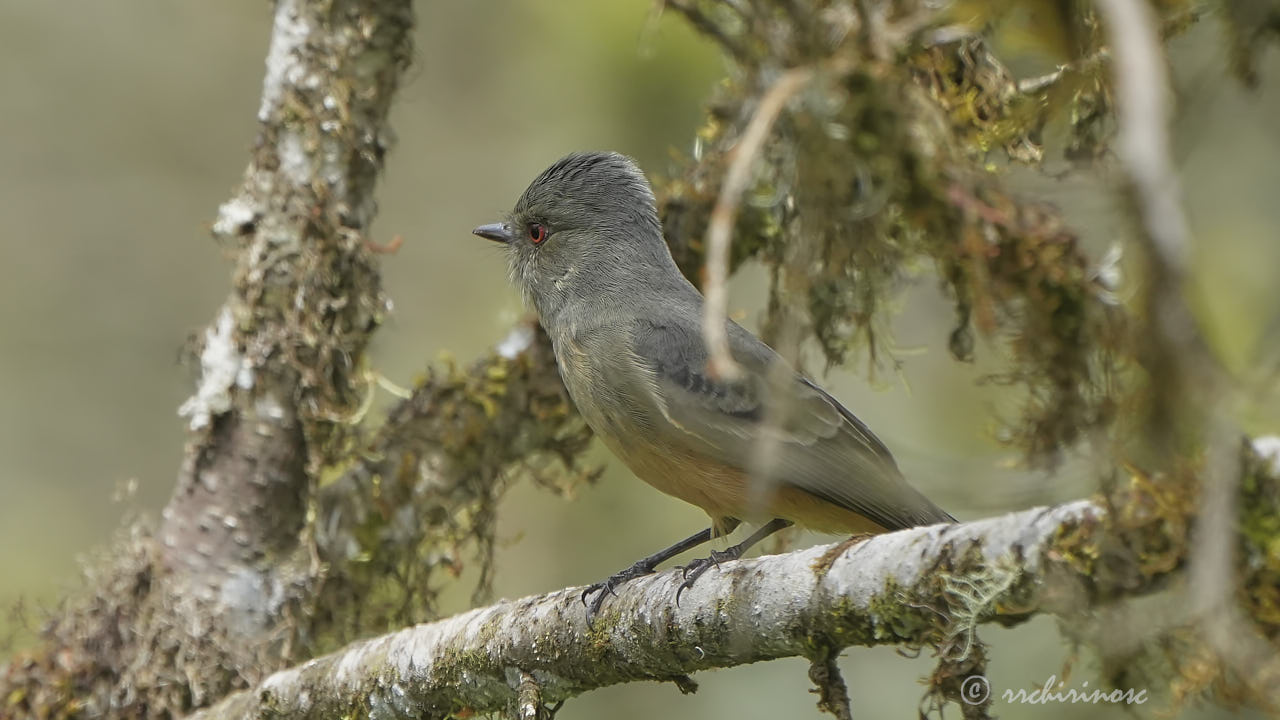 Rufous-tailed tyrant