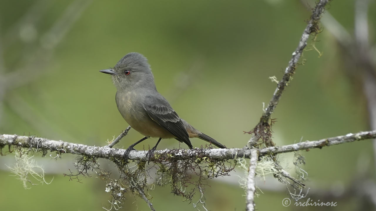 Rufous-tailed tyrant