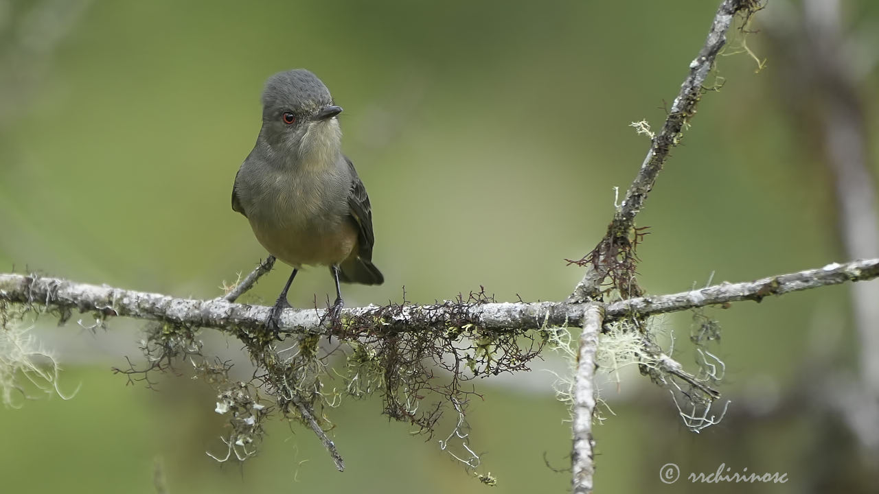 Rufous-tailed tyrant