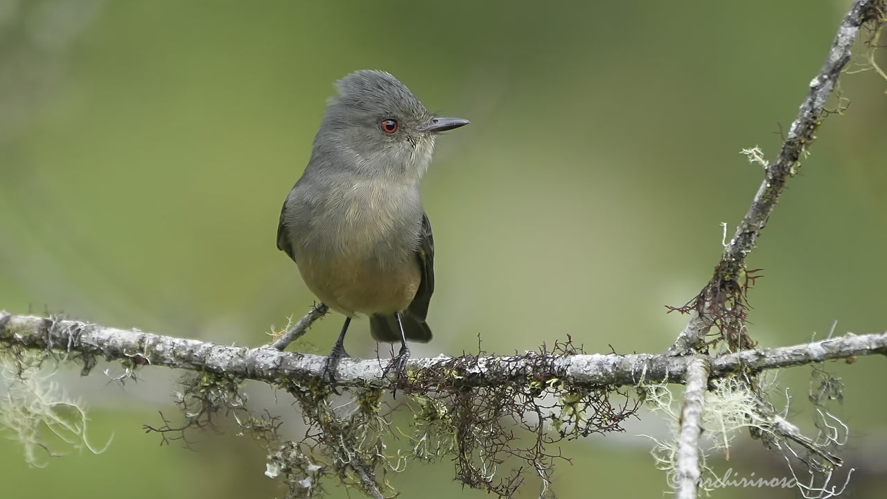 Rufous-tailed tyrant