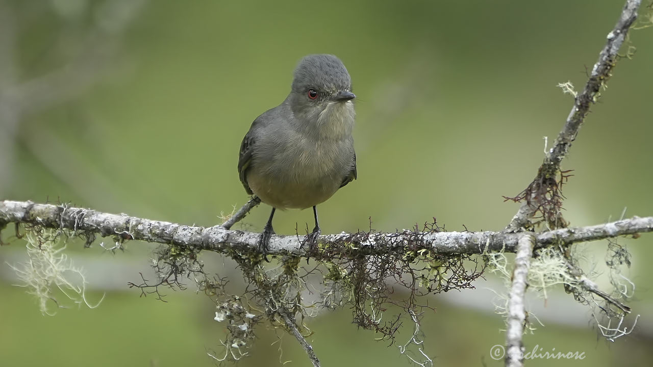 Rufous-tailed tyrant