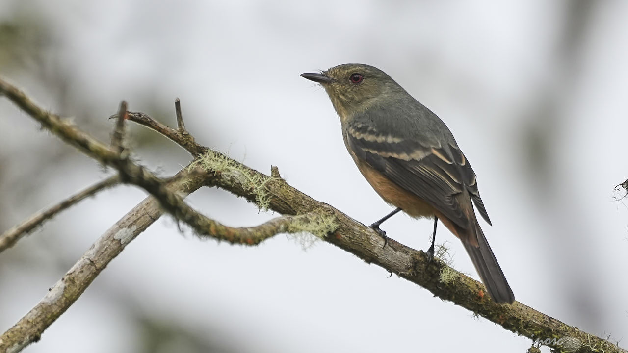 Rufous-tailed tyrant