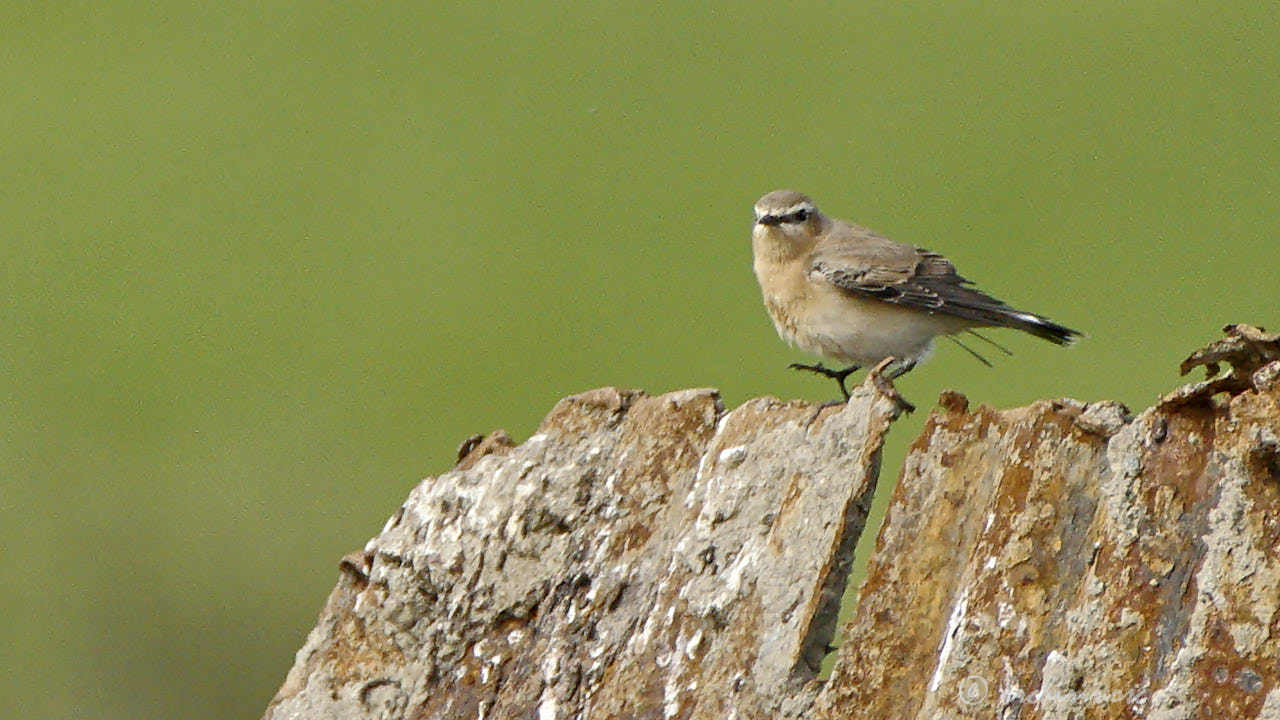 Whinchat