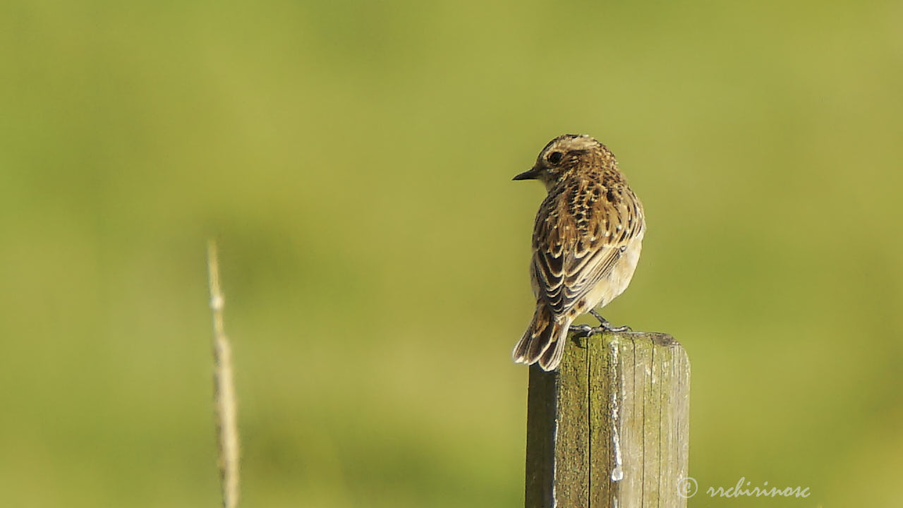 Whinchat