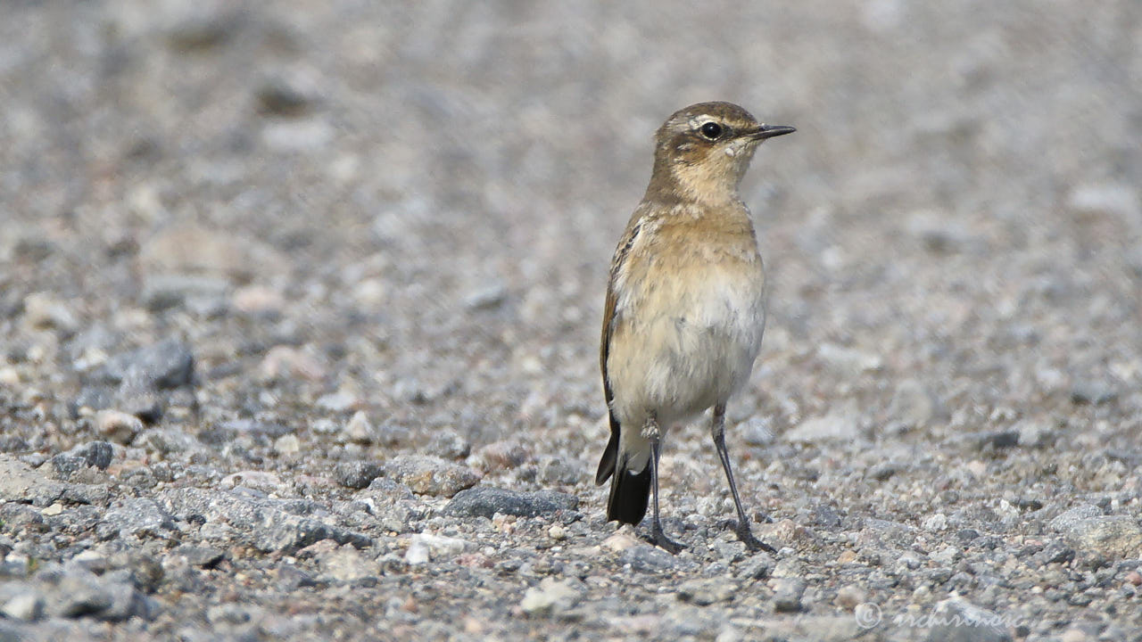 Whinchat