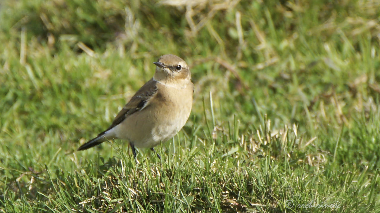 Whinchat