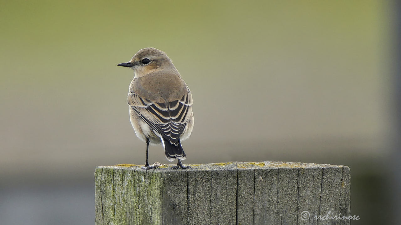 Whinchat