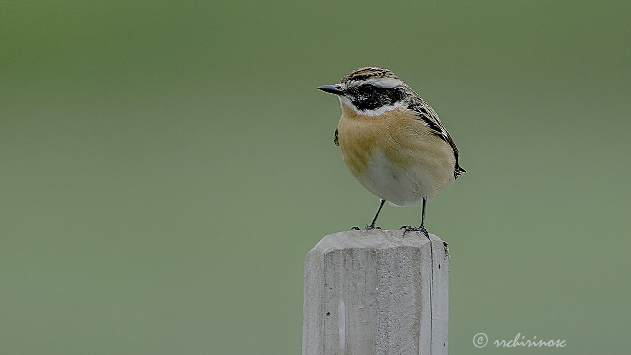 Whinchat