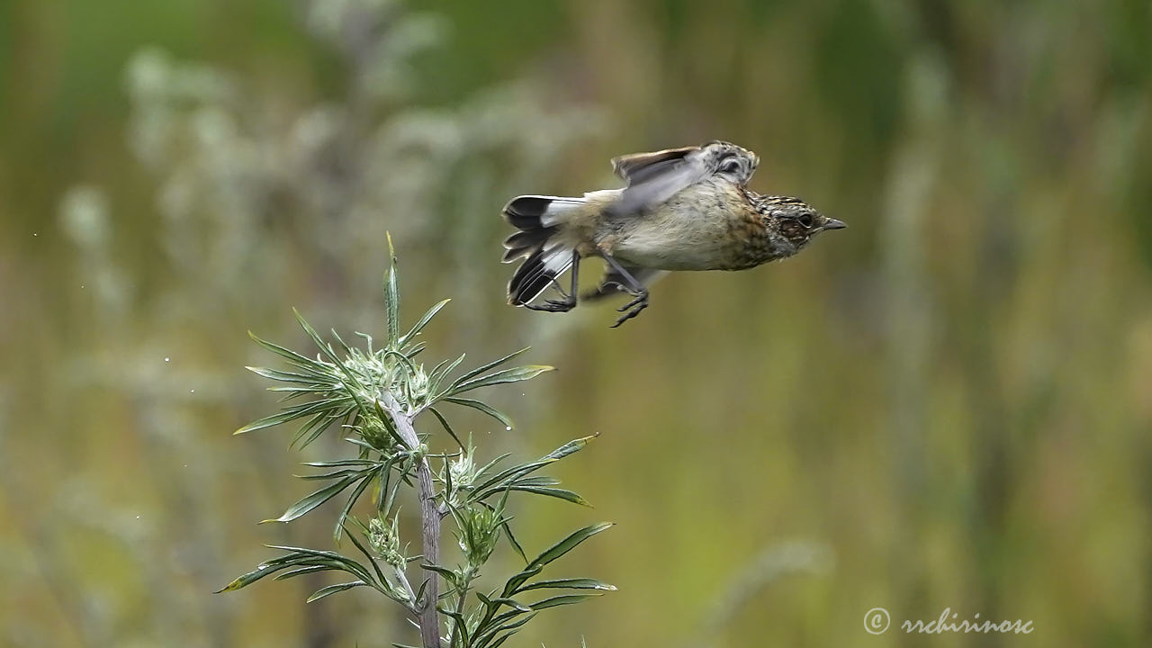 Whinchat