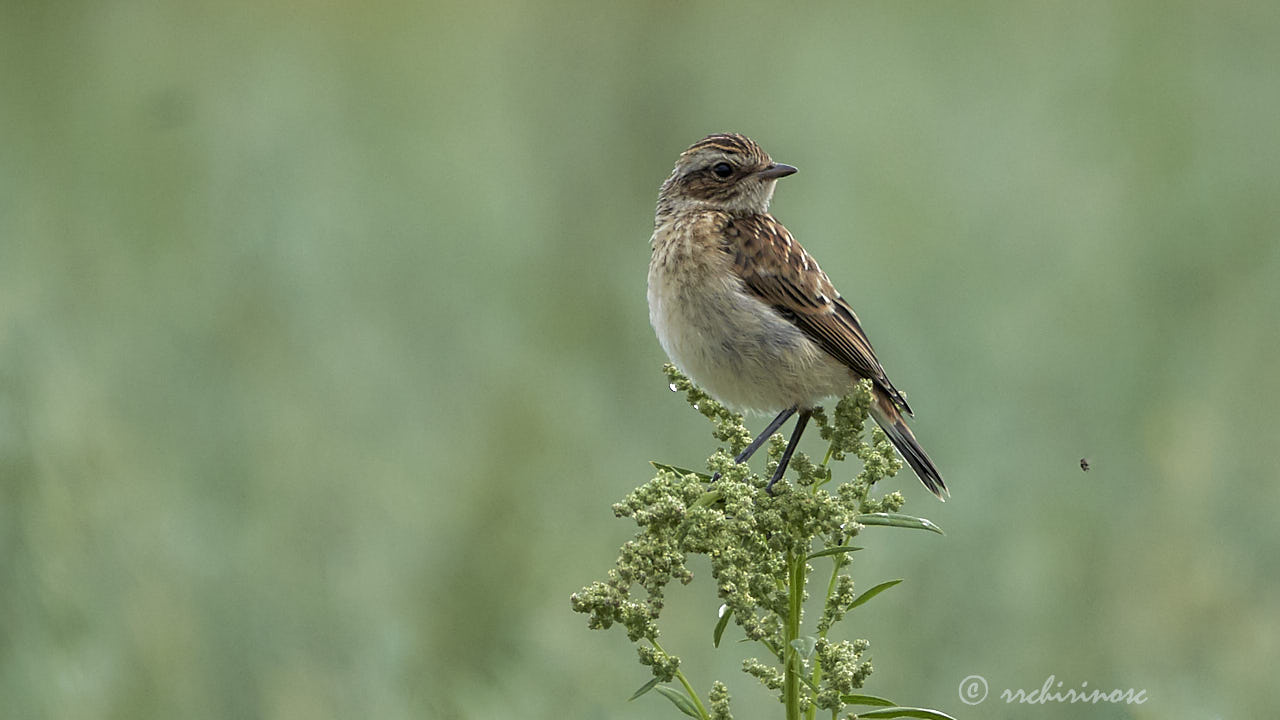 Whinchat