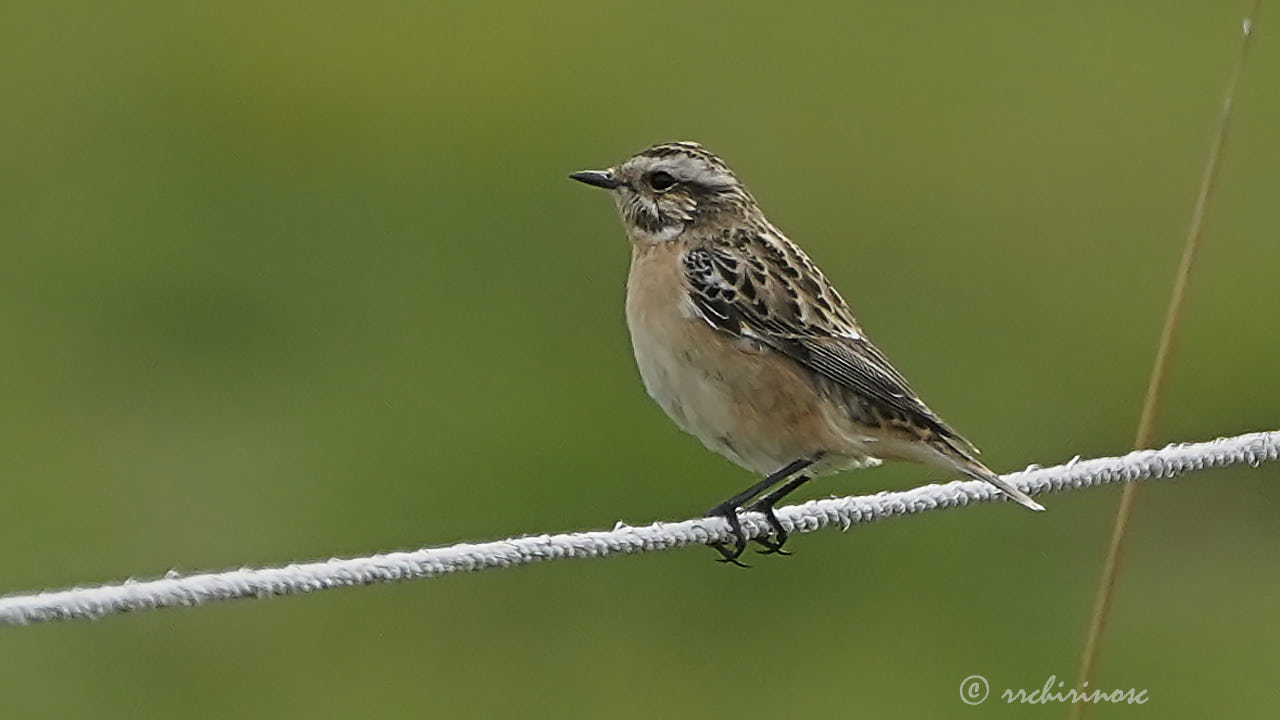 Whinchat