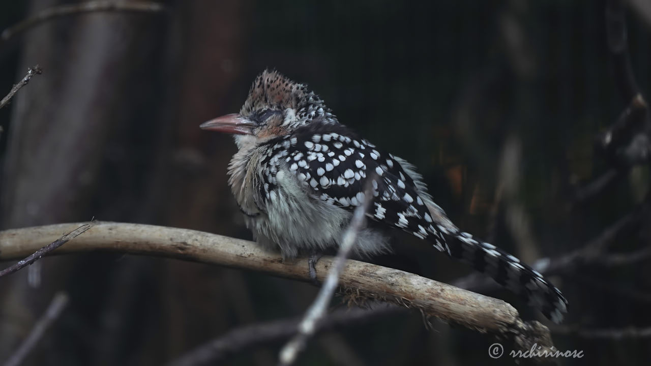 Red-and-yellow barbet