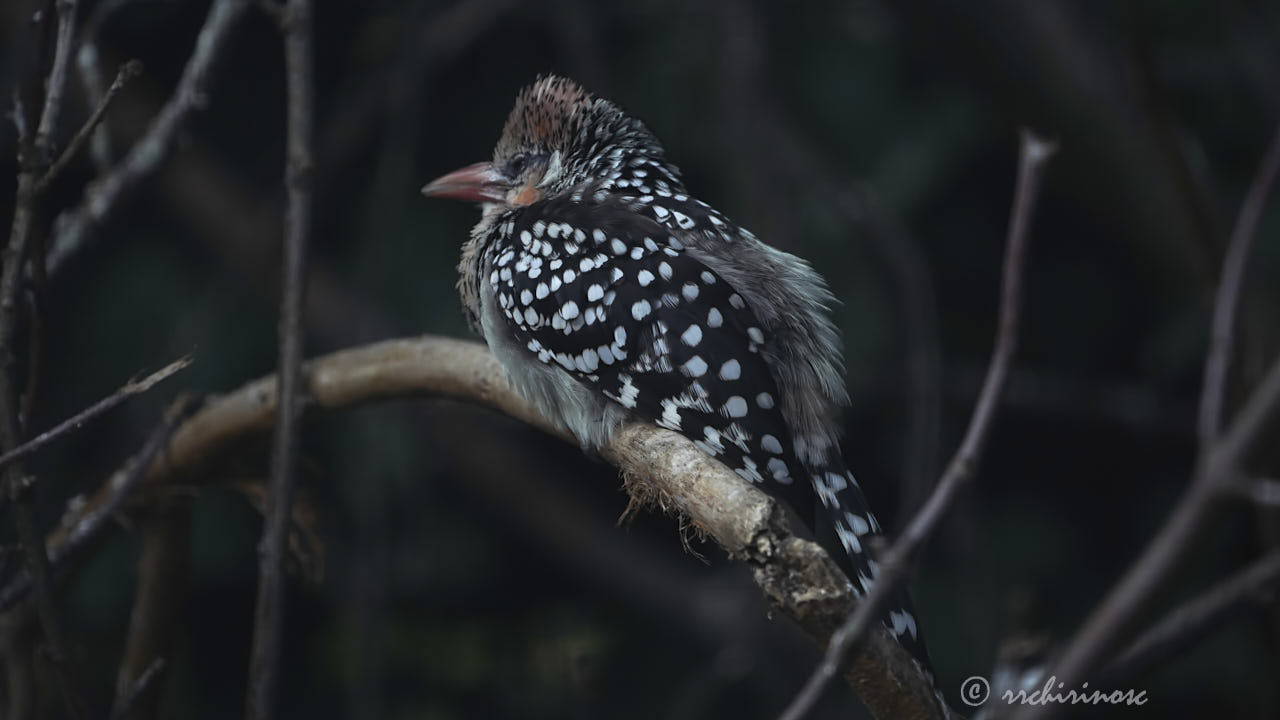 Red-and-yellow barbet