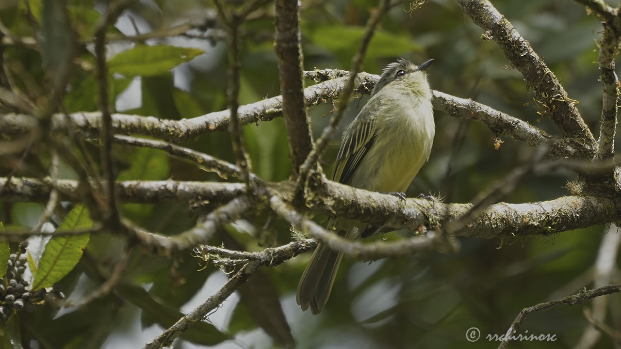 Peruvian tyrannulet