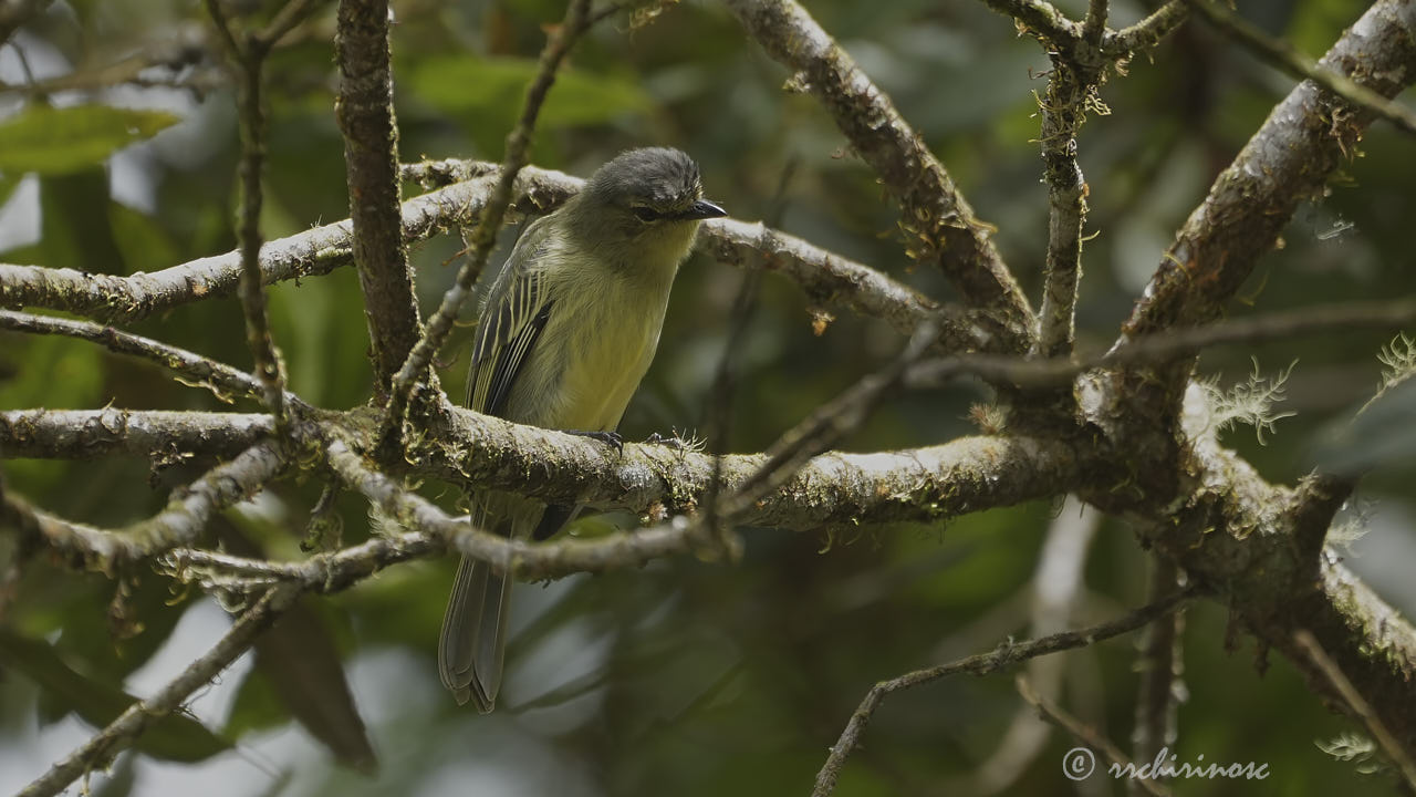 Peruvian tyrannulet