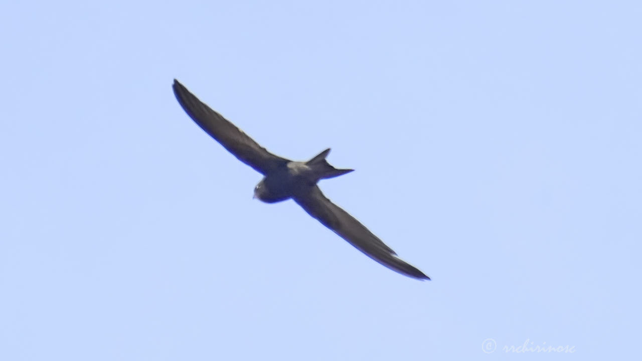 Pallid swift