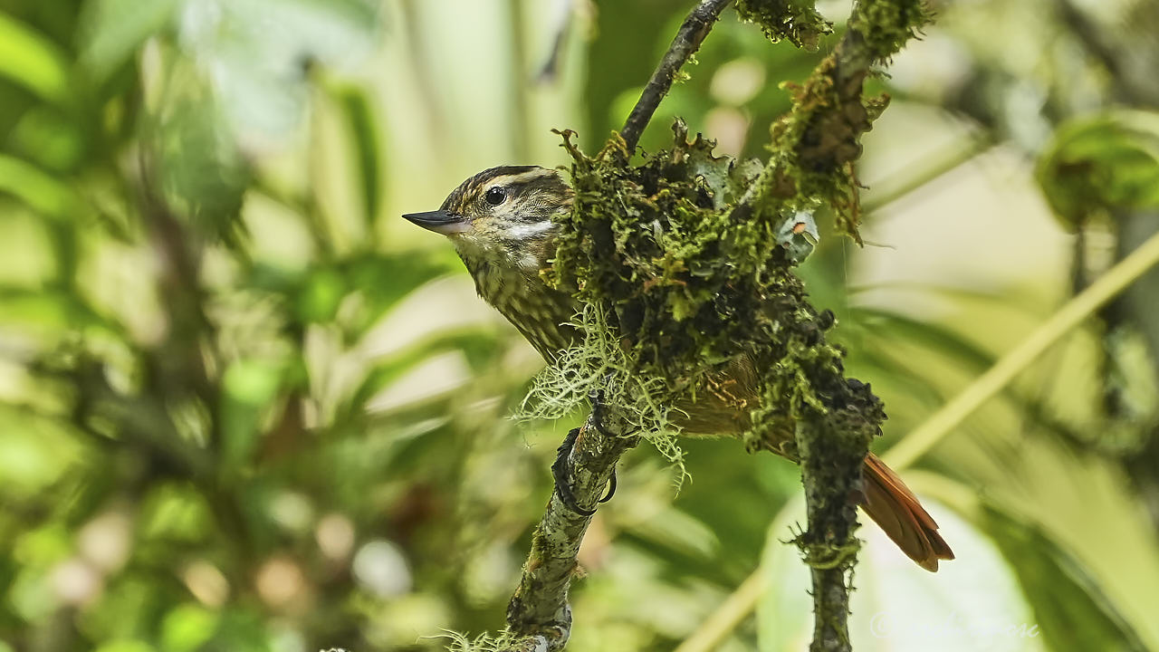 Montane foliage-gleaner