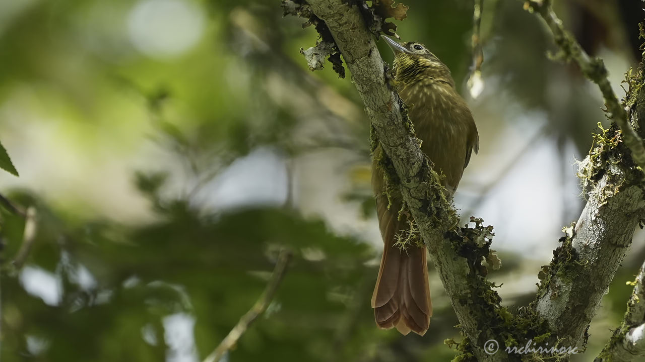 Montane foliage-gleaner